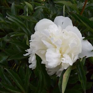 Paeonia lactiflora 'Duchesse de Nemours' ---